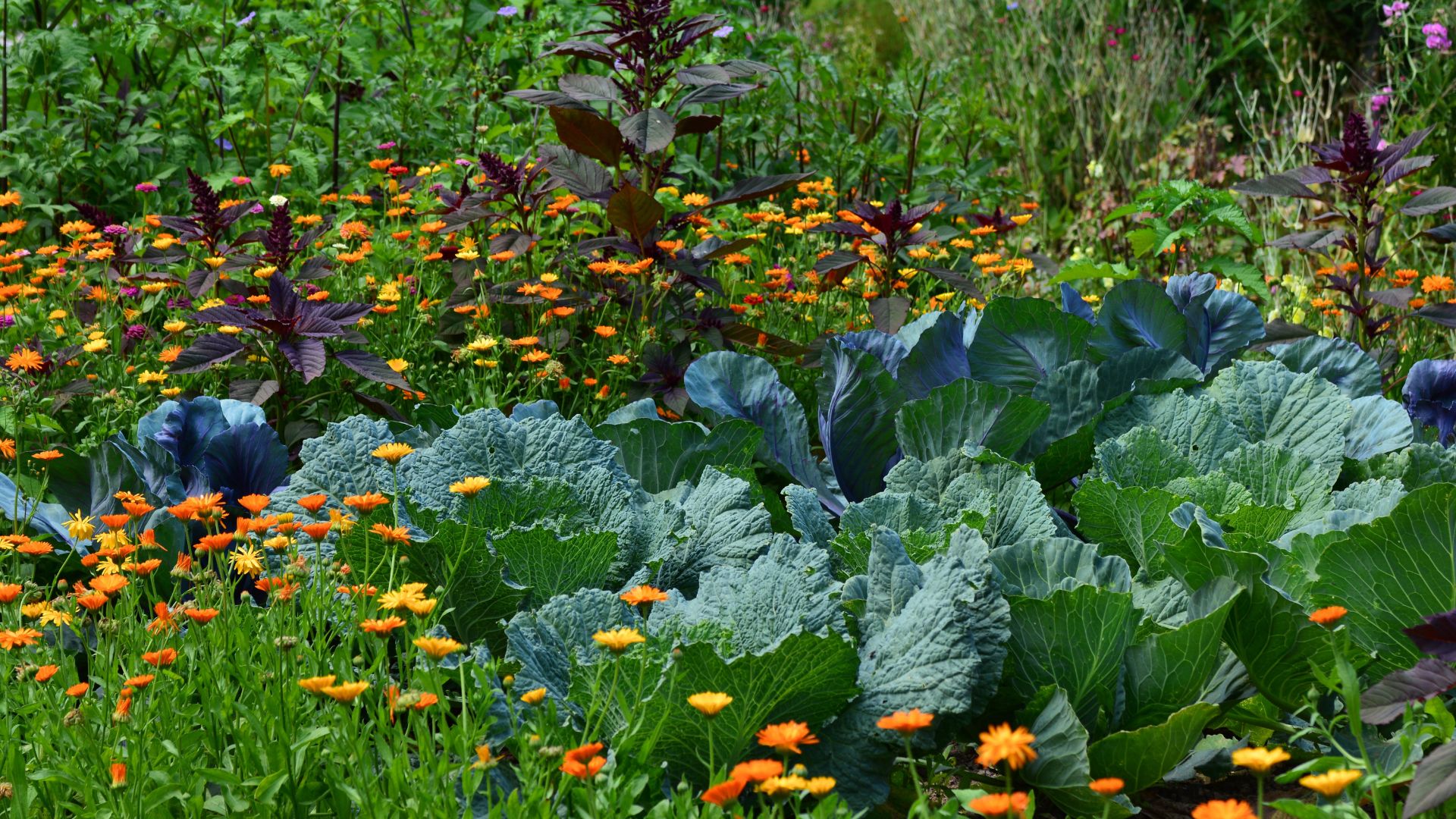 Vegetable garden with marigolds.
