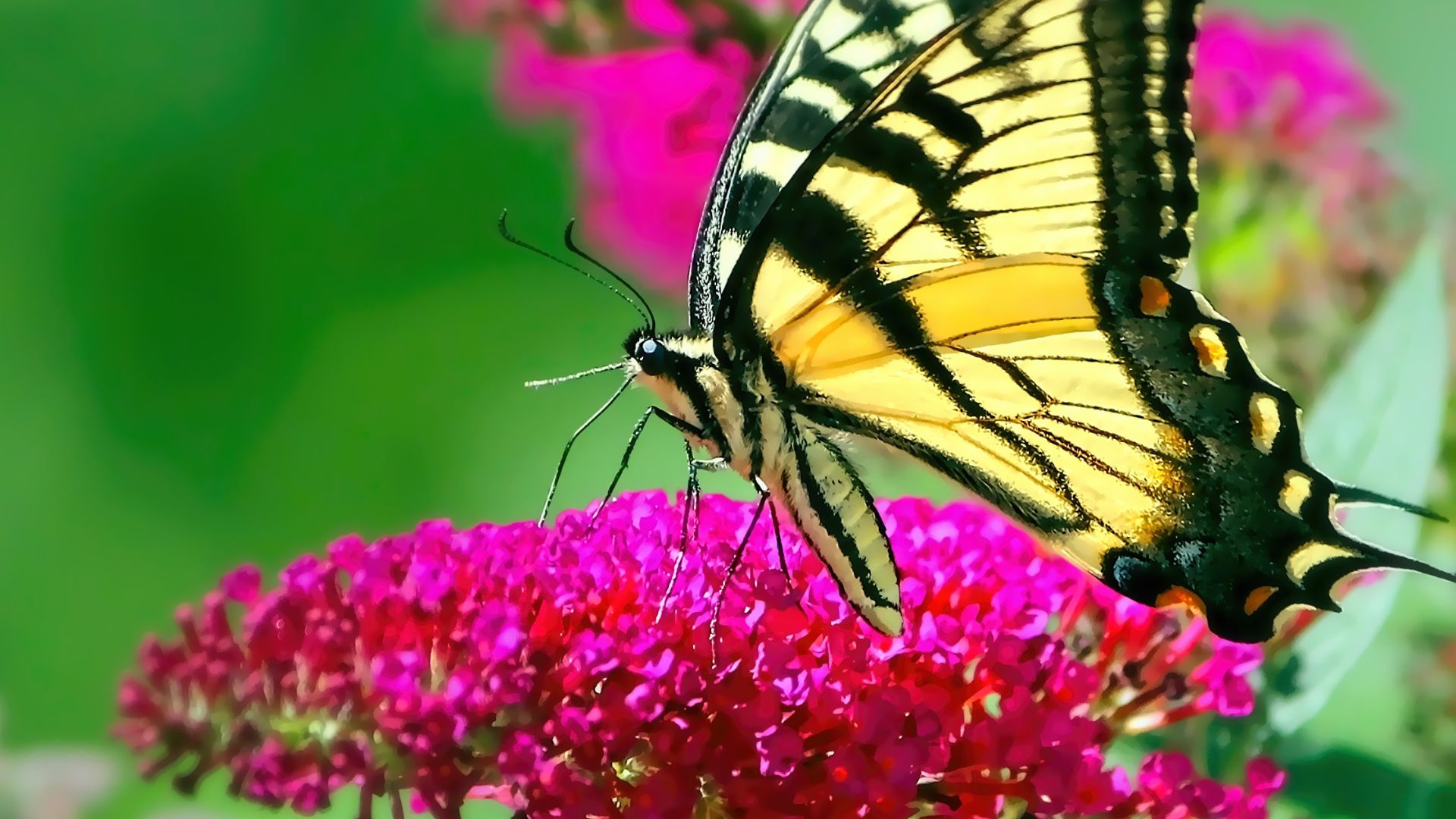 Photo of butterfly on a flower.