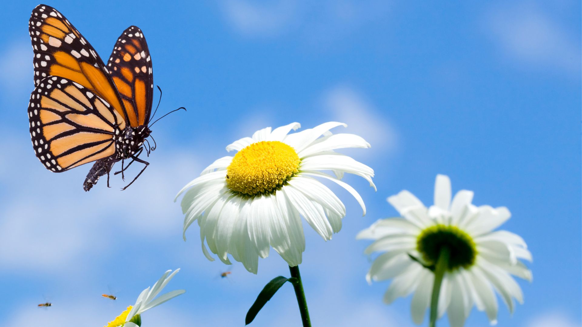 Photo of a butterfly and daisy flowers.