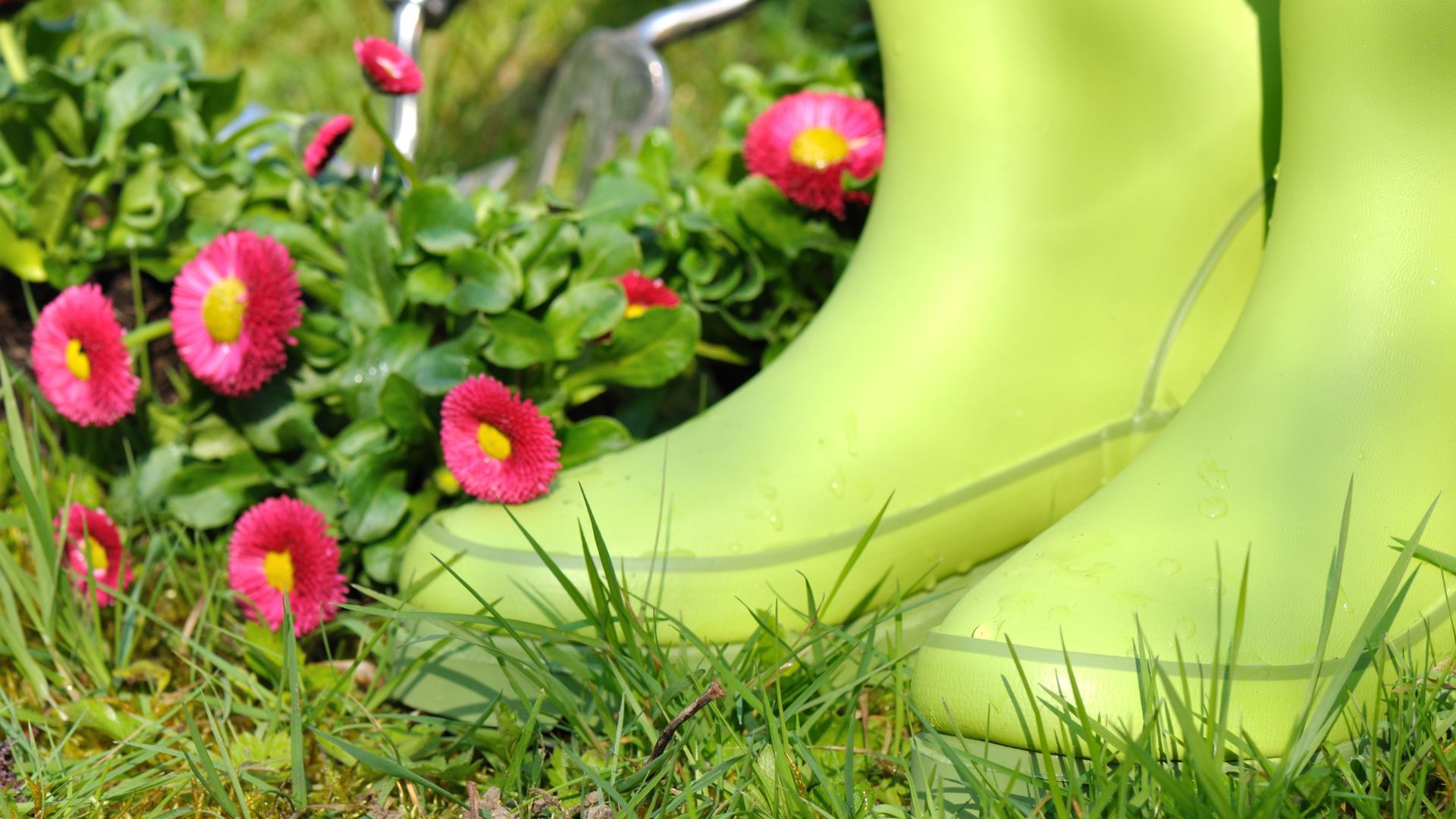 Photo of gardening boots and flowers.