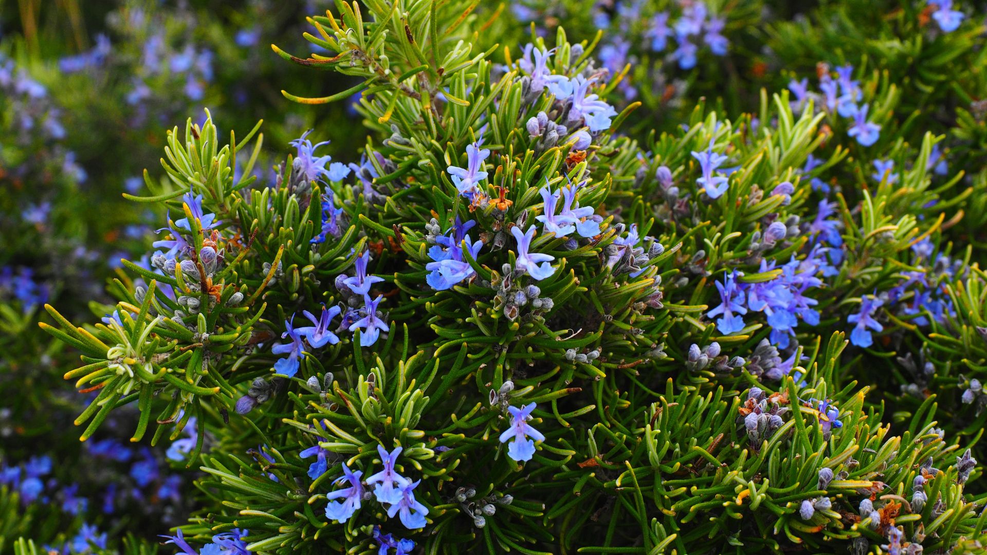 Photo of rosemary plant in bloom.