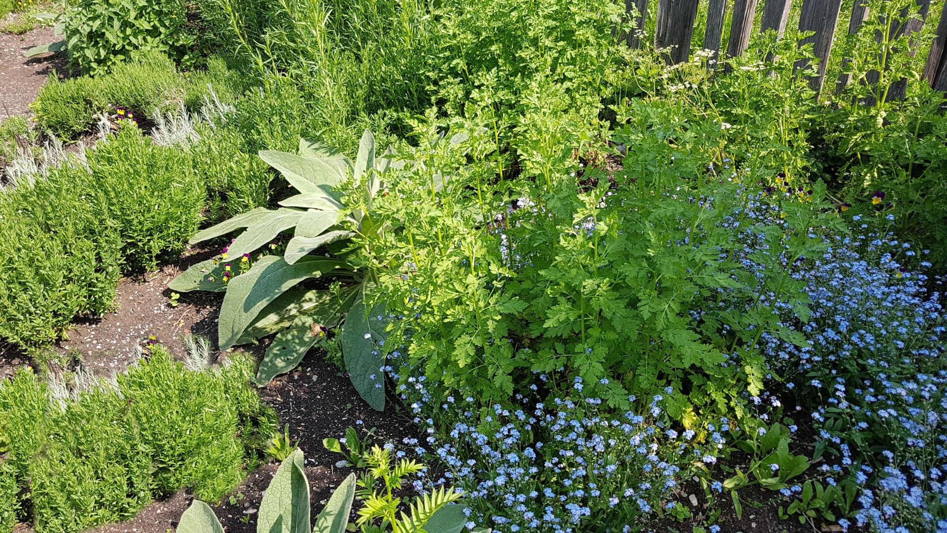 Photo of herb garden
