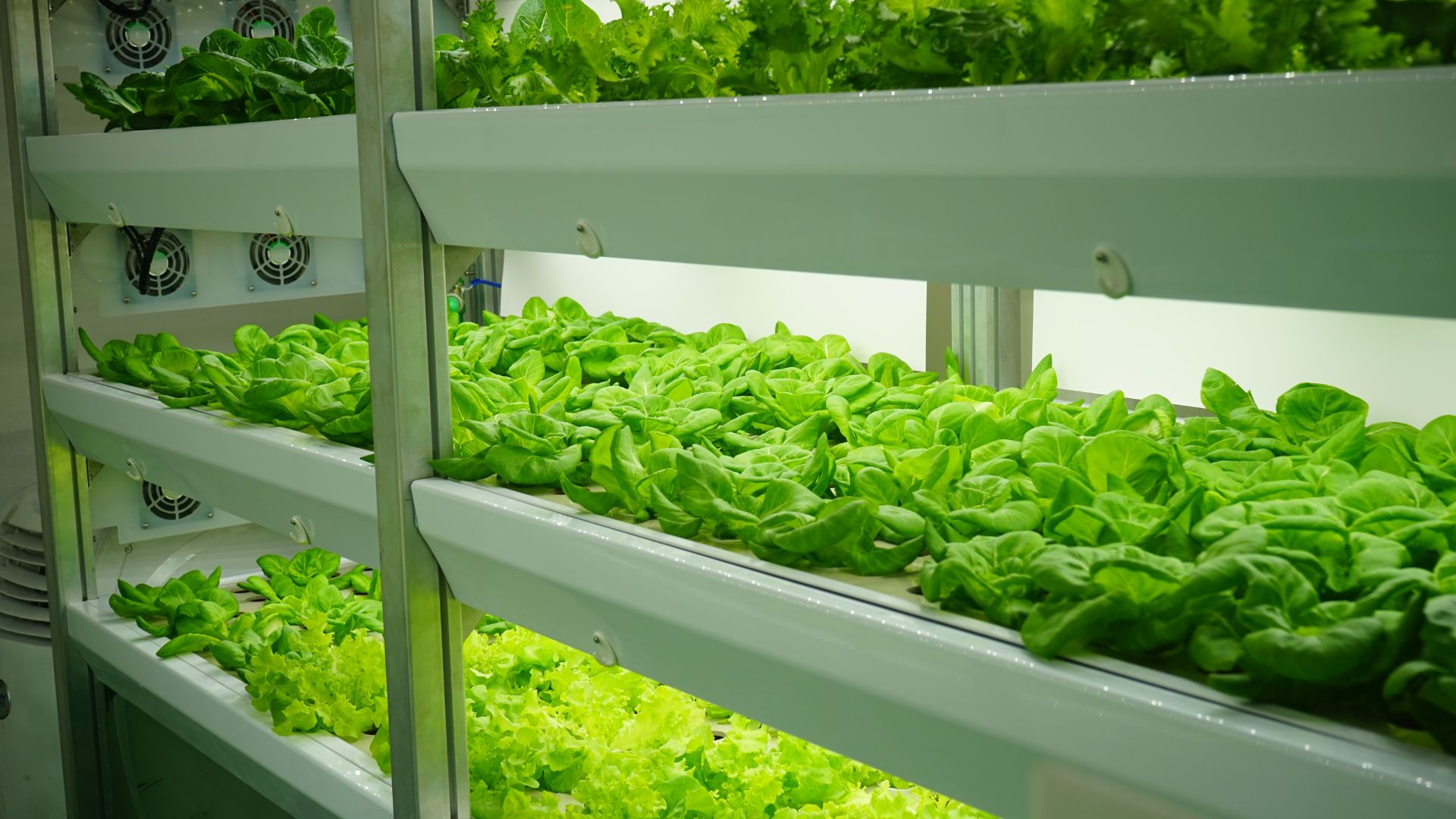 Photo of lettuce growing in vertical hydroponics.