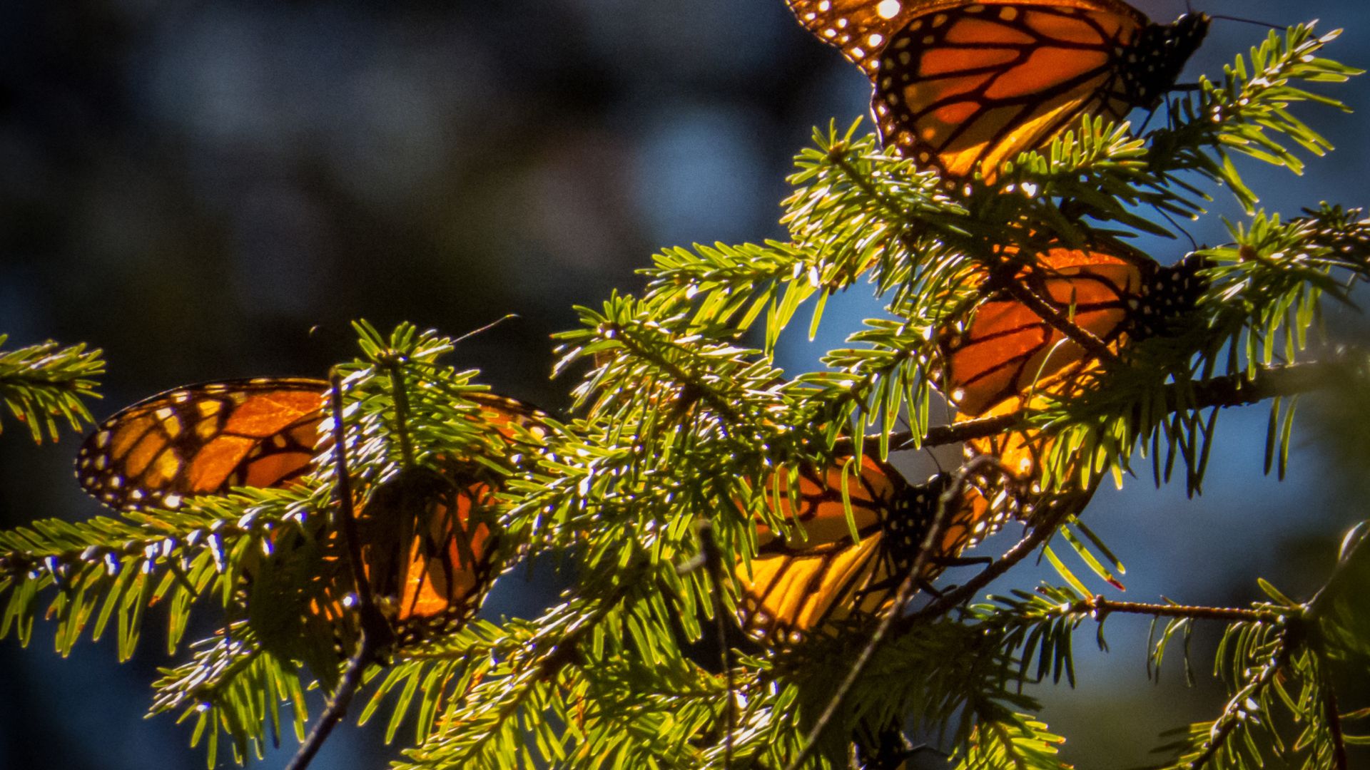 Photograph of monarch butterflies clustering on a tree branch.