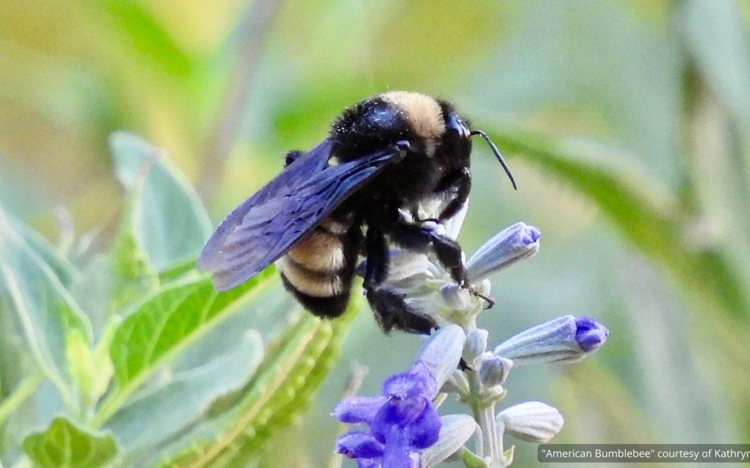 What’s the Buzz about Native Bees?