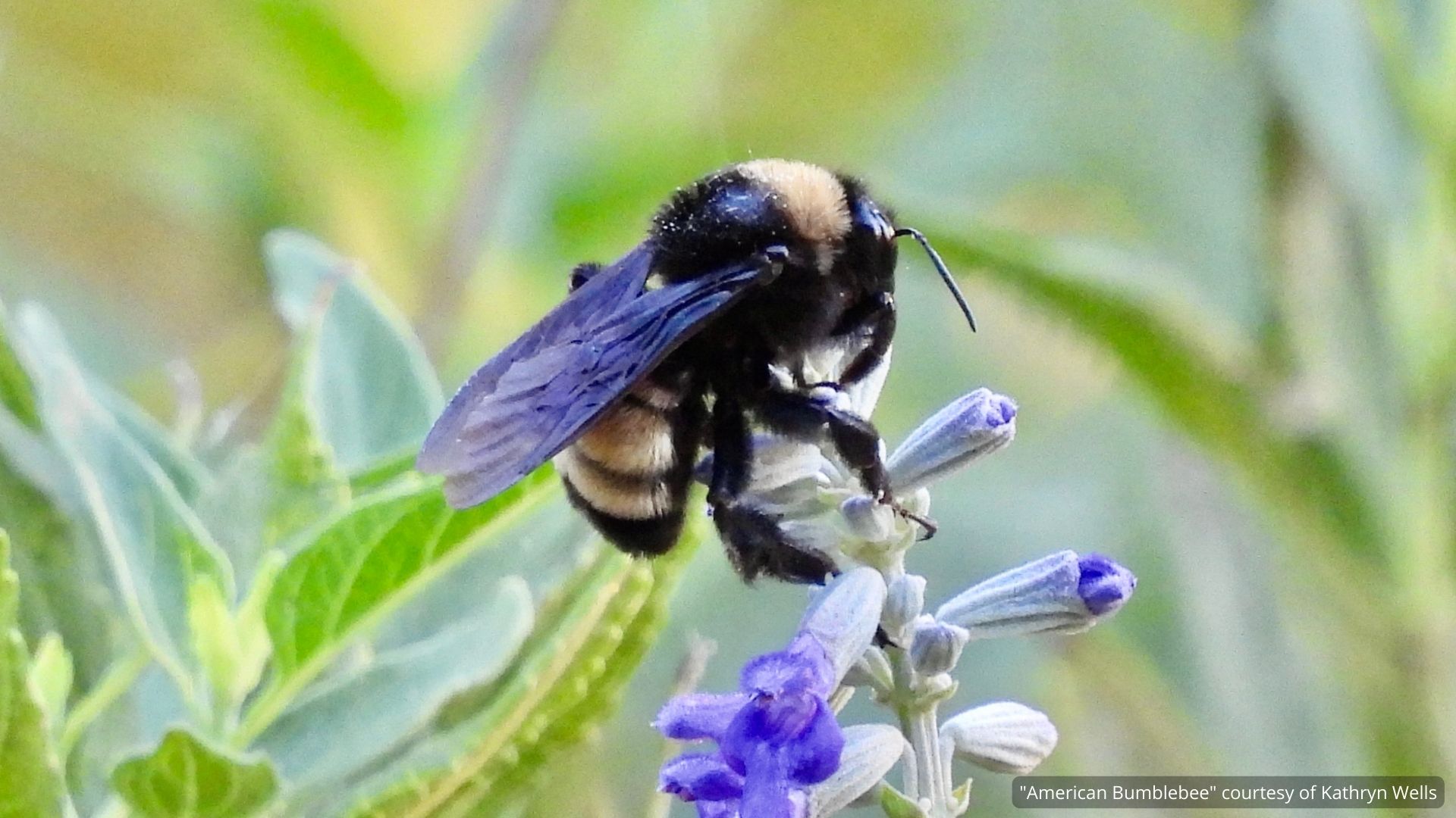 Photo of an American bumbleebee on a salvia flower.