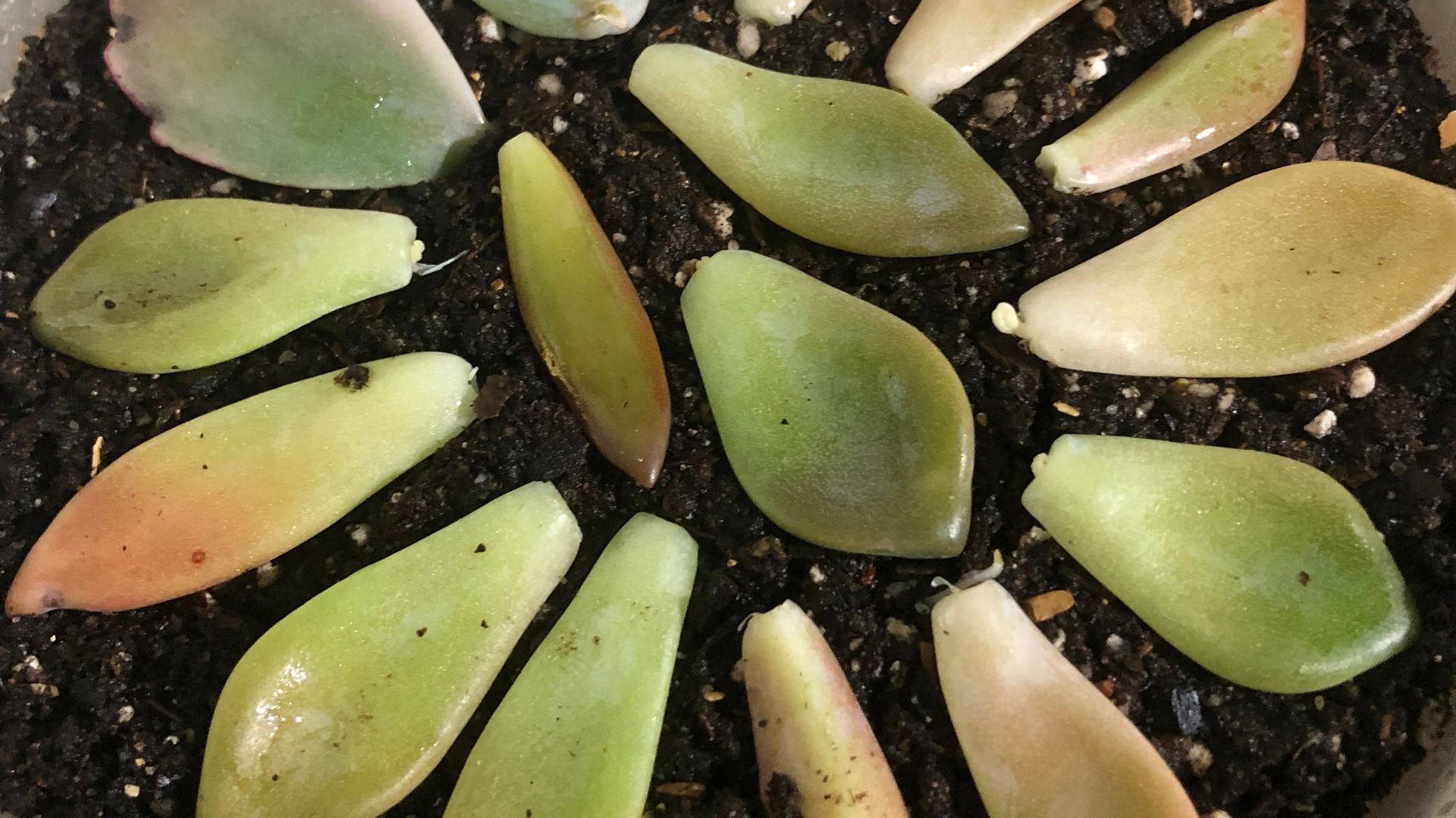 Photo of succulent leaves on top of soil.