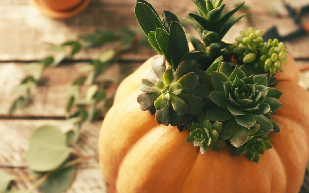 2024 Monthly Meeting & Program “Pumpkin Perfection: Learn to Craft Your Own Succulent Centerpiece!”