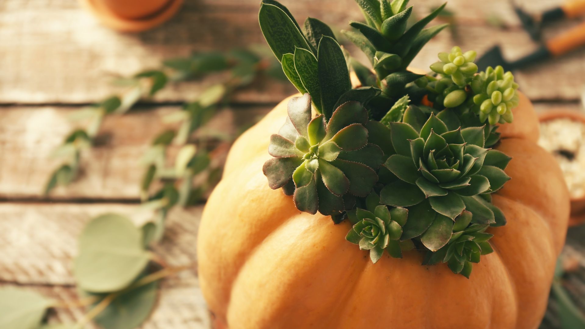 Photo of a pumpkin with a succulent planted inside.