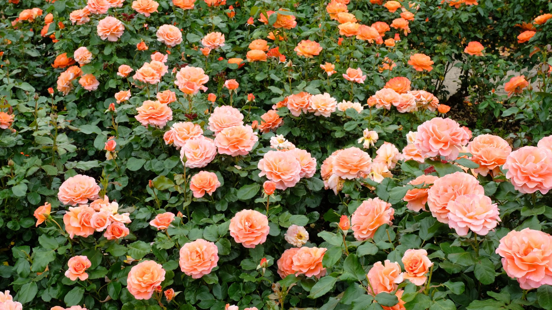 Photo of peach colored roses.