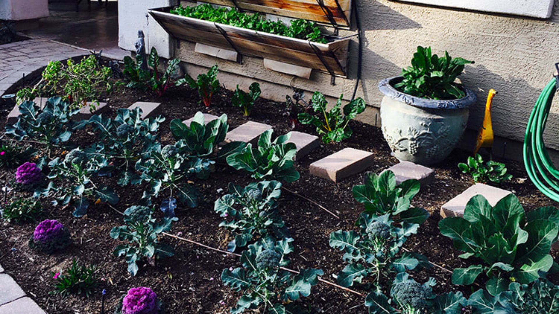 Photo of garden bed with edible plants.