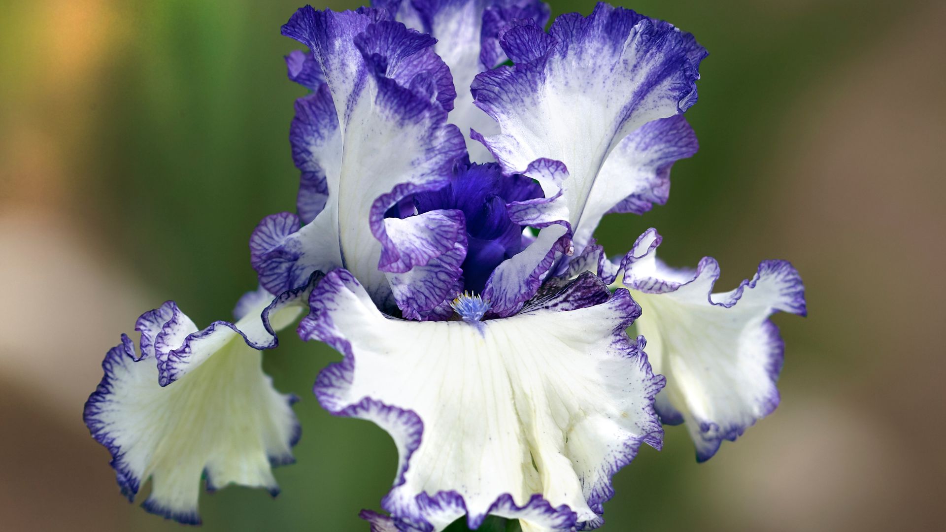 Photo of purple and white bearded iris bloom.