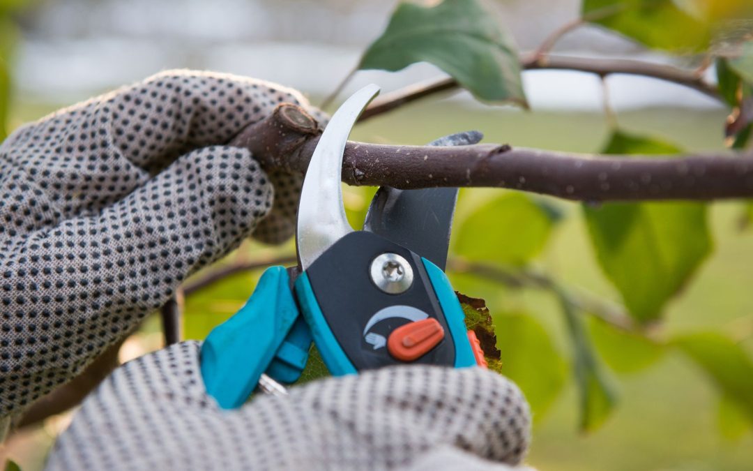 Water Talk: Pruning for Success!