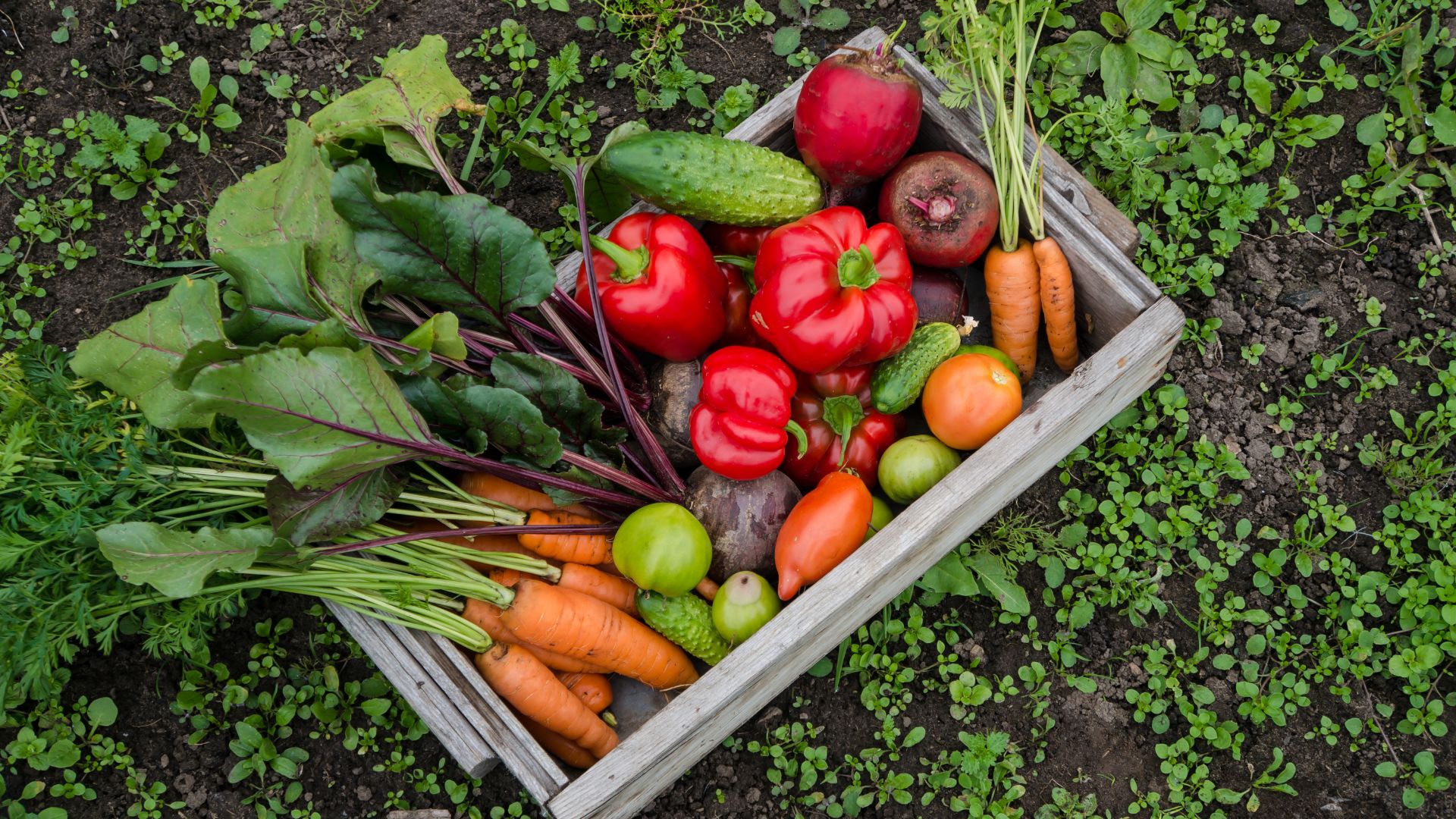Photo of a basket of vegetables.
