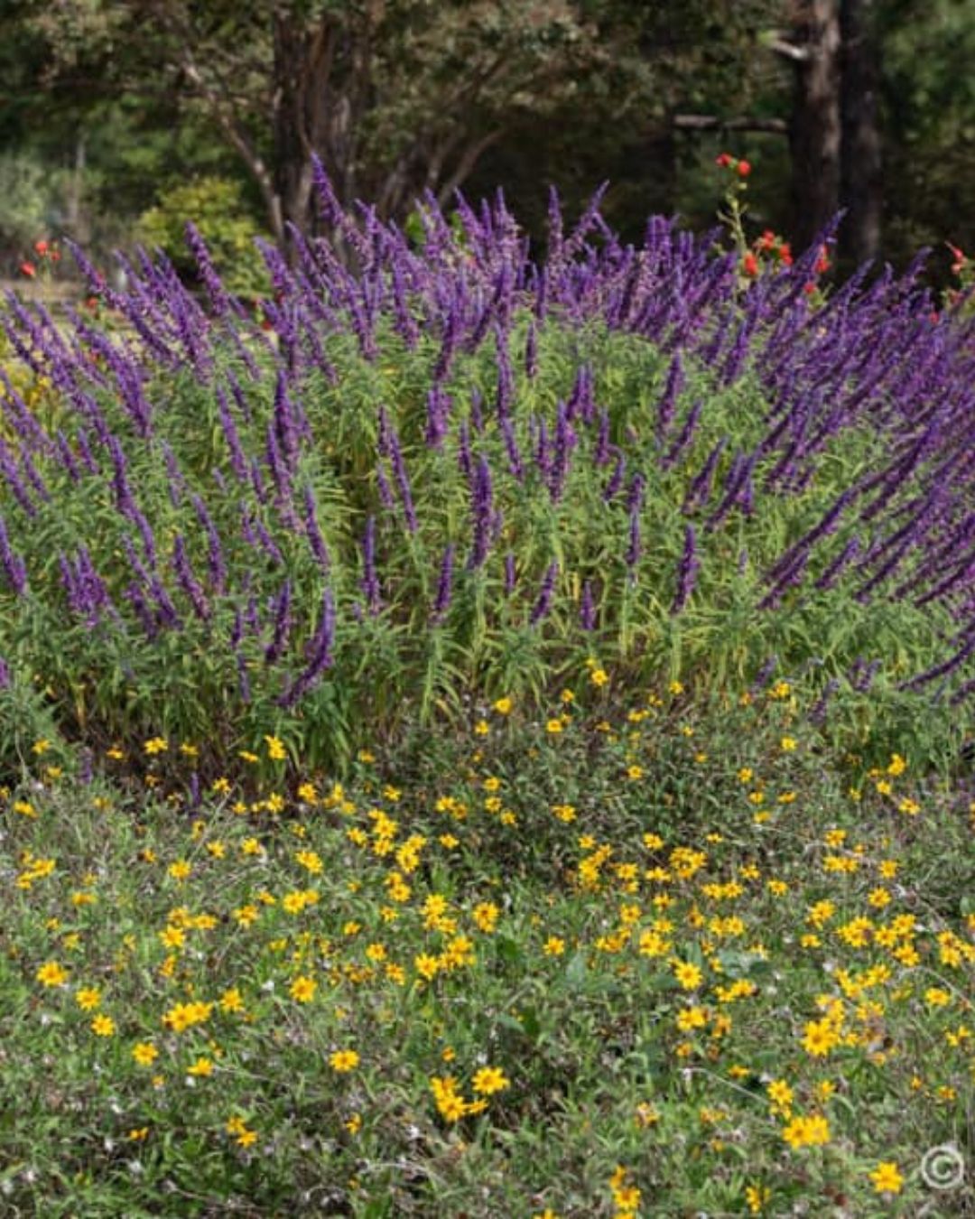 Photo of native Texas flowering perennials.