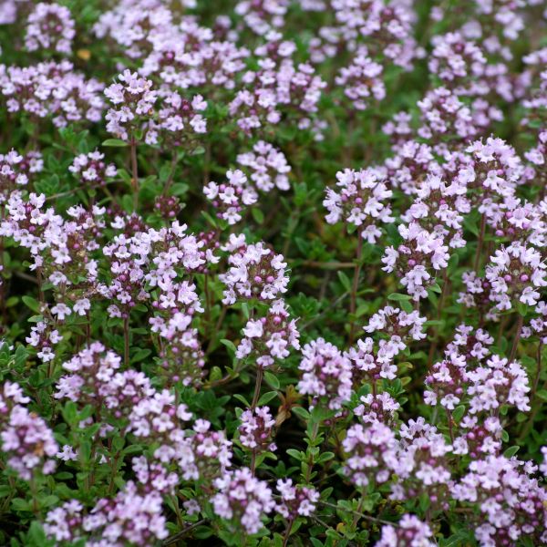 Photo of thyme plant in bloom.