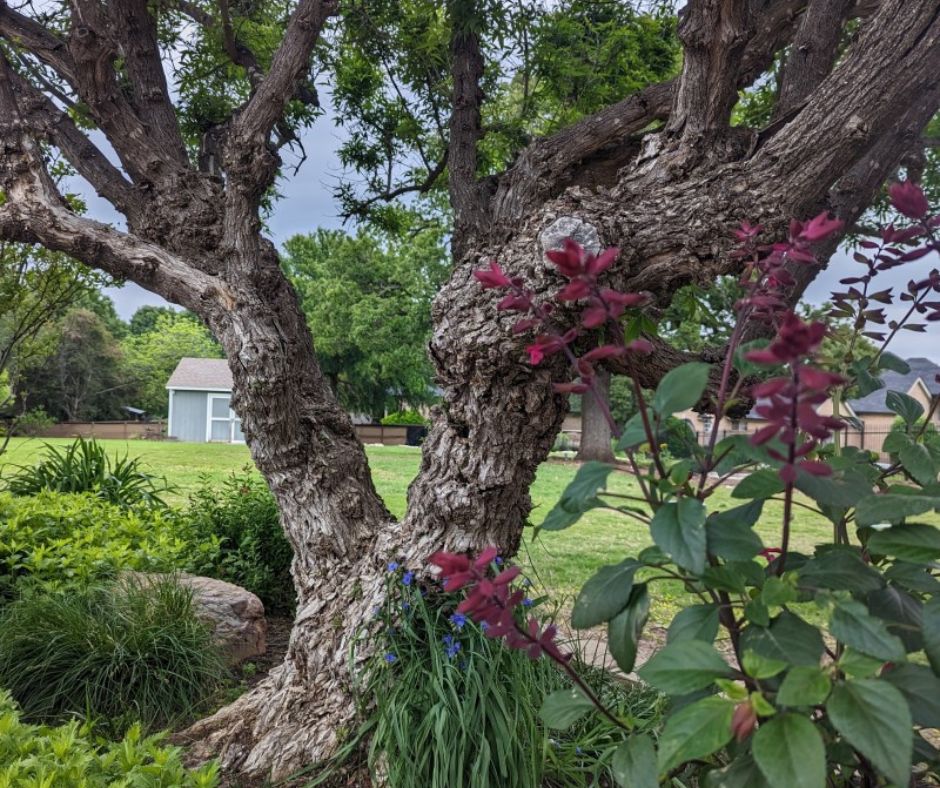 Photo of 100 year old oak tree at Century Oak Garden.
