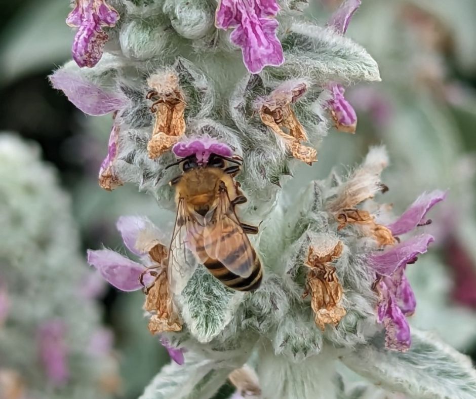 Photo of bees on Texas Sage flowers at Century Oak Garden.