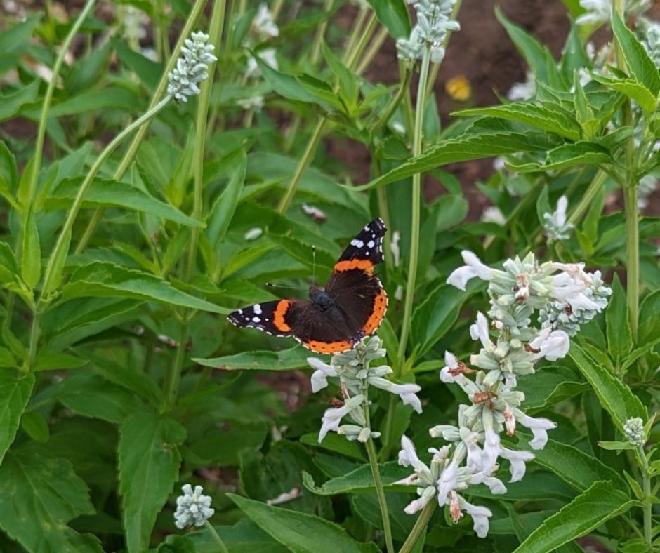 Photo of butterflies on flowering salvia plant.