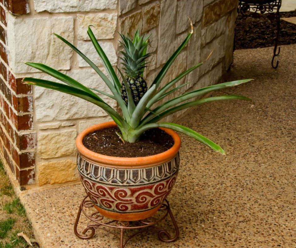 Photo of potted plant at Possum Creek