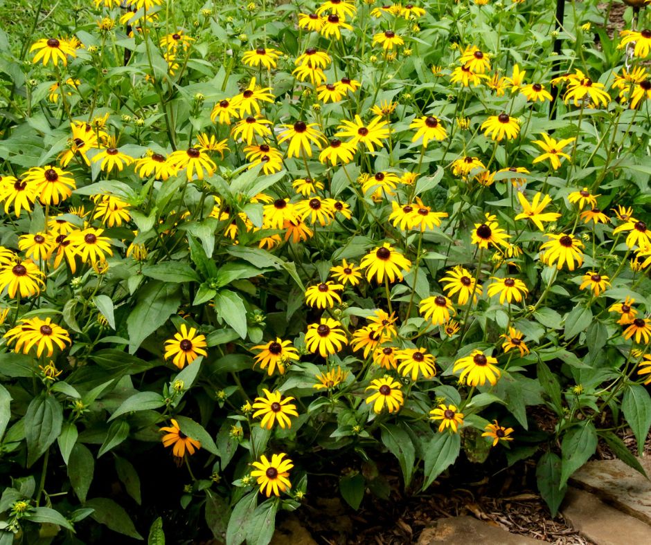Photo of Shades of Eden and Art rudbeckia flowers.