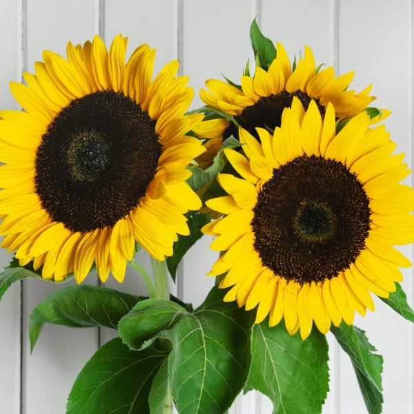 Photo of 3 sunflowers.