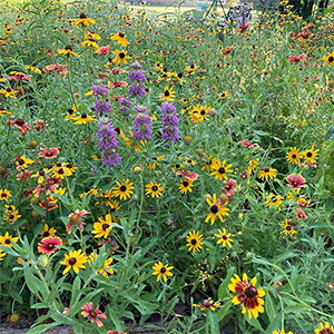A field of perennial flowers native to Southwestern landscapes in bloom.