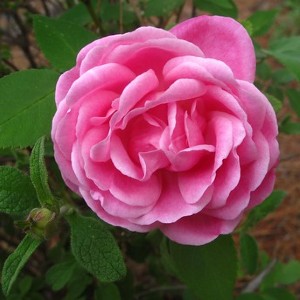 April Rose 