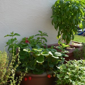 Green plants growing in containers.