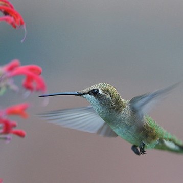 Black-chinned Hummingbird female" by colorob is licensed under CC BY-NC-ND 2.0