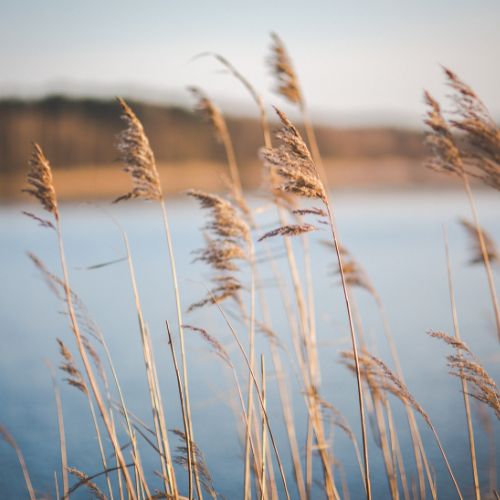 Photo of native grass growing at the edge of a lake.