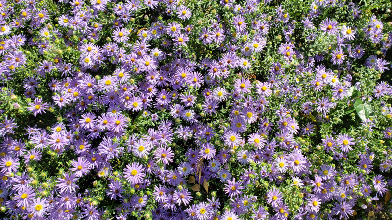 Fall Aster - Denton County Master Gardener Association