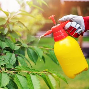 Photo of a gardener spraying a plant with fungicide.