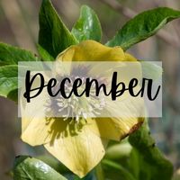 Monthly Tips December