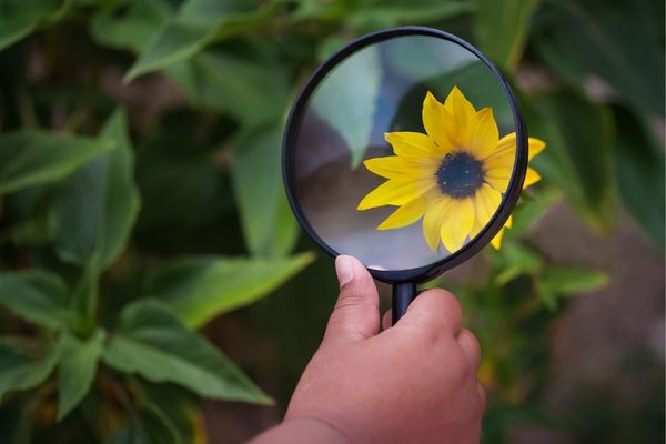 Photo of hand holding a magnifying glass over a flower.