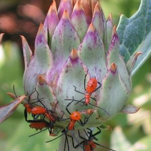 Photo of leaffooted bug nymphs on an artichoke plant.