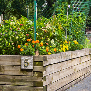 A raised bed garden built to a height of three feet and surrounded by a walkway to better accommodate gardeners in wheelchairs or who have a difficult time bending over.