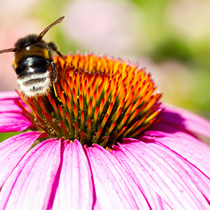 A bee on a flowering echinacea in a pollinator garden. Pollinator gardens are designed to attract more pollinating insects and make an important contribution to the urban ecosystem.