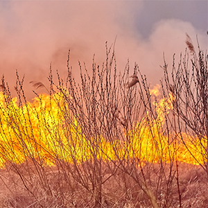 Grass and shrubs burning in a wildfire. Careful plant and shrub choices help mitigate the flammability of landscapes surrounding homes and other important areas.