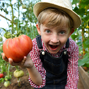 A young man harvesting a tomato from a children's garden. Children's gardens are designed to provide important learning experiences and fun for children.
