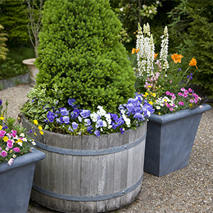 A series of containers with various flowers and shrubs mixed into each. Container gardening works well in small spaces and is water efficient.