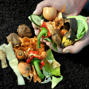 Photo of food scraps being put into a compost pile.