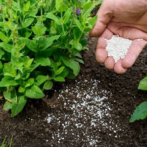 Photo of hand spreading fertilizer granules beside a plant.