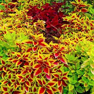 Photo of colorful coleus foliage plants.