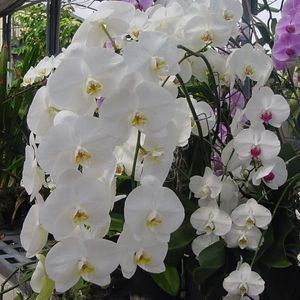 Photo of white phalaenopsis orchid flowers.