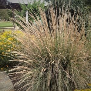 Photo of Lindheimer muhly grass.