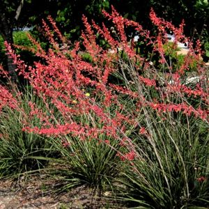 Photo of Red yucca plants.