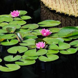 Photo of blooming lily pads growing in water.