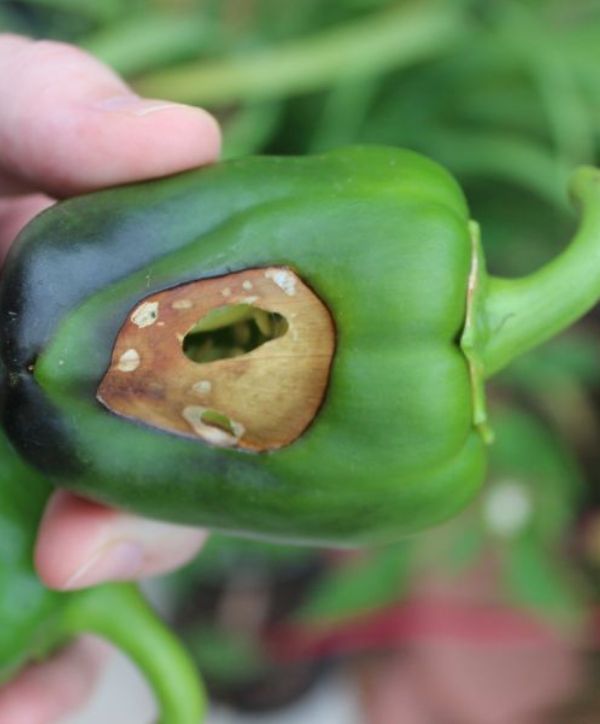 Photo of a bell pepper with sunscald.