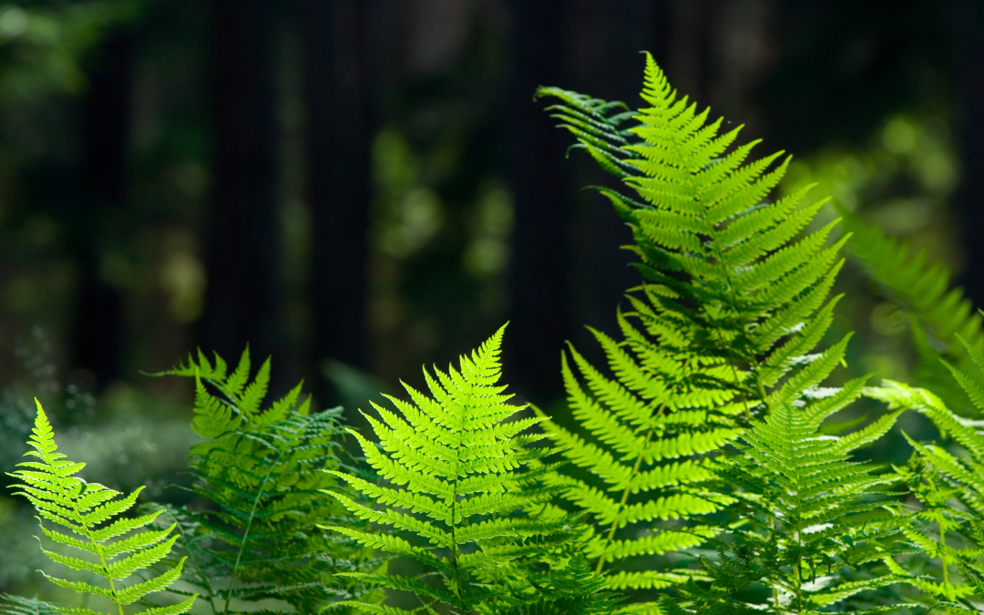 Ferns, Groundcovers and Easy Care Lawns